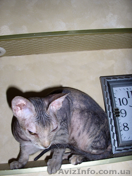  Подрощенная девочка донского сфинкса - <ro>Изображение</ro><ru>Изображение</ru> #2, <ru>Объявление</ru> #1253010