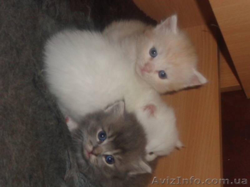 Котята для добрых хозяев - <ro>Изображение</ro><ru>Изображение</ru> #1, <ru>Объявление</ru> #1258189