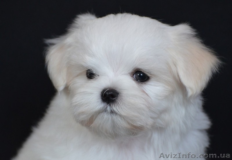 красивый мальчик мальтезе - <ro>Изображение</ro><ru>Изображение</ru> #1, <ru>Объявление</ru> #1259803