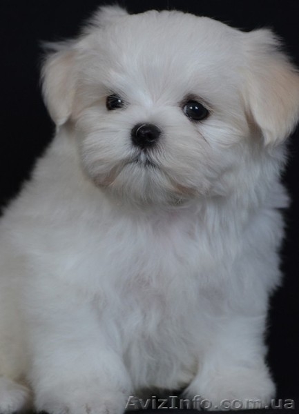 красивый мальчик мальтезе - <ro>Изображение</ro><ru>Изображение</ru> #2, <ru>Объявление</ru> #1259803