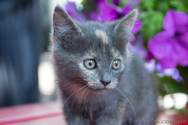 Одам в дар очень красивых котят! 2 мес. - <ro>Изображение</ro><ru>Изображение</ru> #2, <ru>Объявление</ru> #1282885