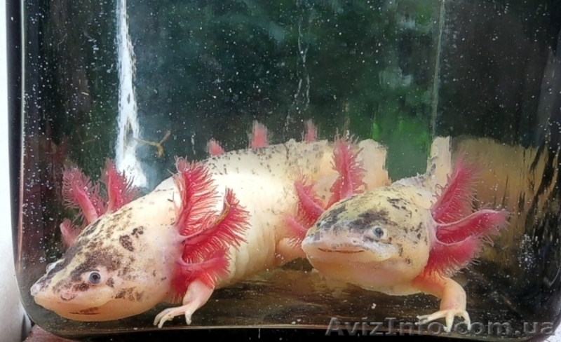 Аксолотль белый (мексиканская амбистома) - <ro>Изображение</ro><ru>Изображение</ru> #1, <ru>Объявление</ru> #976689