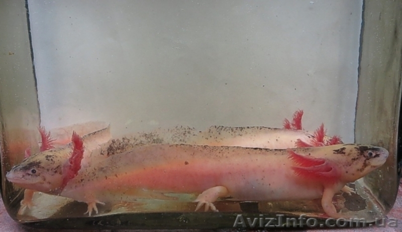 Аксолотль белый (мексиканская амбистома) - <ro>Изображение</ro><ru>Изображение</ru> #3, <ru>Объявление</ru> #976689