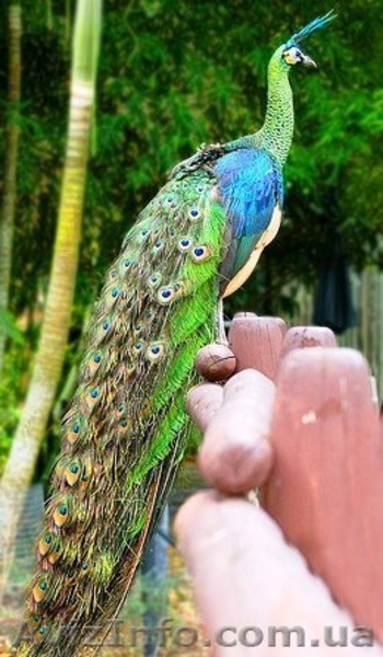 Купить Павлина Индийского, Белого, Яванского можно у нас, продам - <ro>Изображение</ro><ru>Изображение</ru> #3, <ru>Объявление</ru> #1297141
