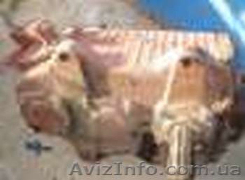 редуктор опв-1200 , опрыскиватель, редуктор опв-2000, вал отбора мощности, т-40, - <ro>Изображение</ro><ru>Изображение</ru> #3, <ru>Объявление</ru> #1298381