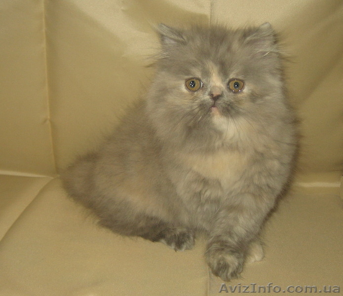 Персидская красота - <ro>Изображение</ro><ru>Изображение</ru> #2, <ru>Объявление</ru> #1310841