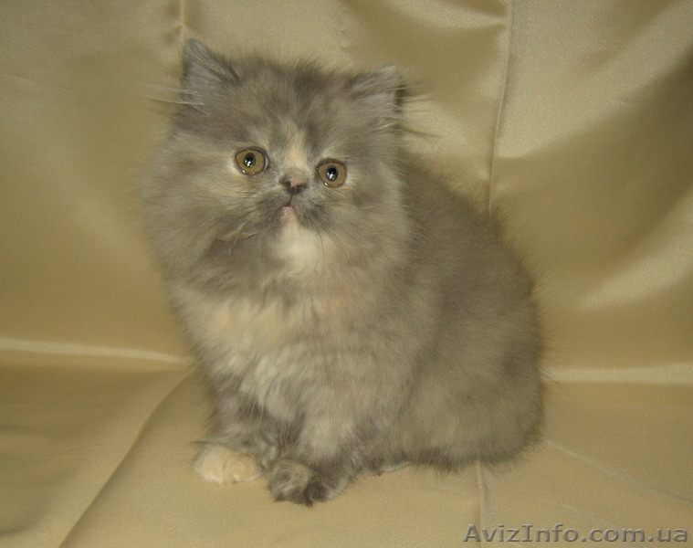 Персидская красота - <ro>Изображение</ro><ru>Изображение</ru> #3, <ru>Объявление</ru> #1310841