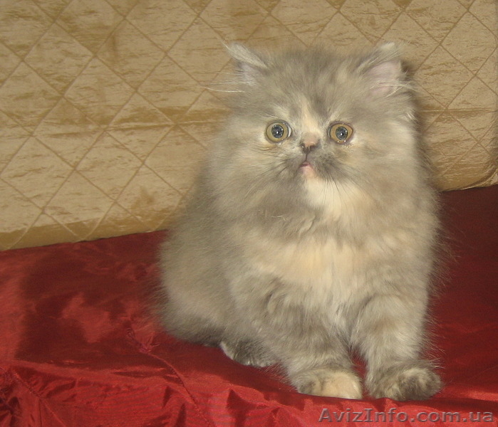 Персидская красота - <ro>Изображение</ro><ru>Изображение</ru> #1, <ru>Объявление</ru> #1310841