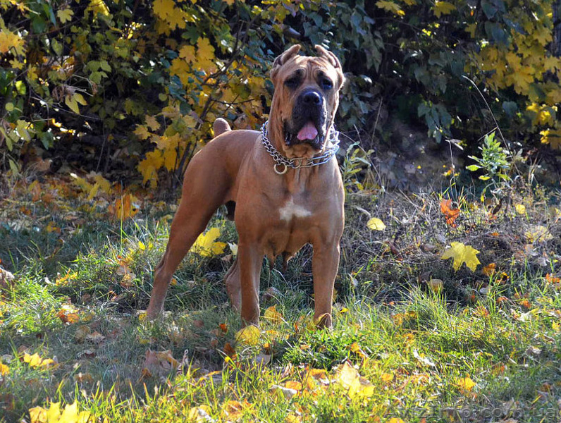 Рыжие щенки кане корсо от мультичемпиона - <ro>Изображение</ro><ru>Изображение</ru> #3, <ru>Объявление</ru> #1321078