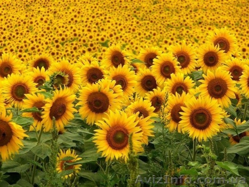 сзр растений посевной материал микроудобрения  - <ro>Изображение</ro><ru>Изображение</ru> #10, <ru>Объявление</ru> #1322712