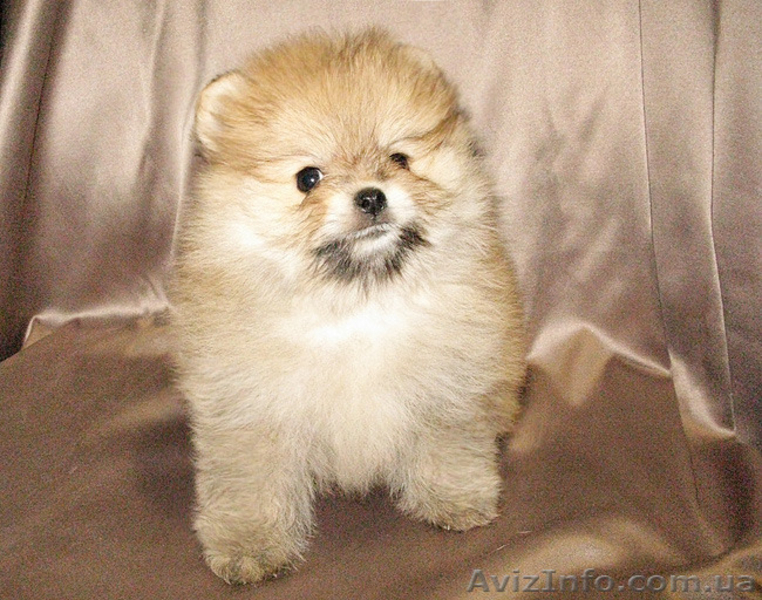 Пушистое облачко хорошего настроения. - <ro>Изображение</ro><ru>Изображение</ru> #2, <ru>Объявление</ru> #1328639