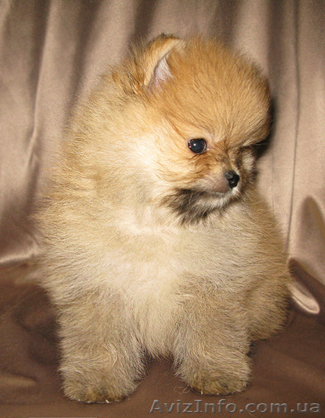 Пушистое облачко хорошего настроения. - <ro>Изображение</ro><ru>Изображение</ru> #3, <ru>Объявление</ru> #1328639