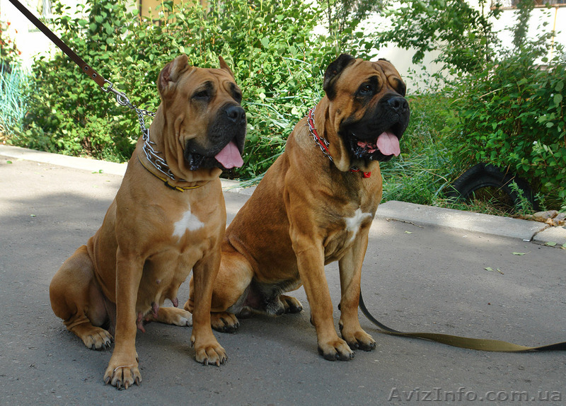 Рыжие щенки кане корсо от мультичемпиона - <ro>Изображение</ro><ru>Изображение</ru> #5, <ru>Объявление</ru> #1321078