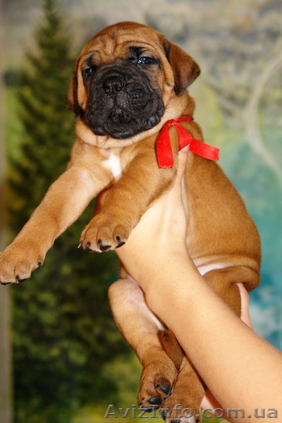 Рыжие щенки кане корсо от мультичемпиона - <ro>Изображение</ro><ru>Изображение</ru> #4, <ru>Объявление</ru> #1321078