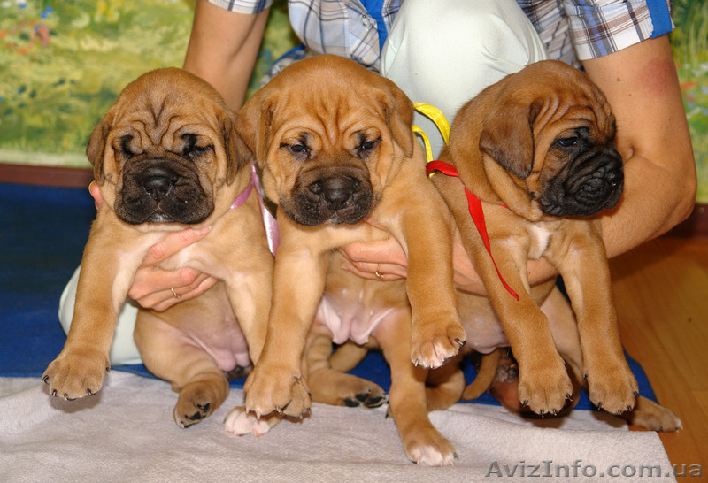 Рыжие щенки кане корсо от мультичемпиона - <ro>Изображение</ro><ru>Изображение</ru> #2, <ru>Объявление</ru> #1321078