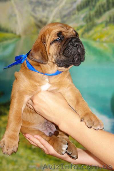 Рыжие щенки кане корсо от мультичемпиона - <ro>Изображение</ro><ru>Изображение</ru> #1, <ru>Объявление</ru> #1321078