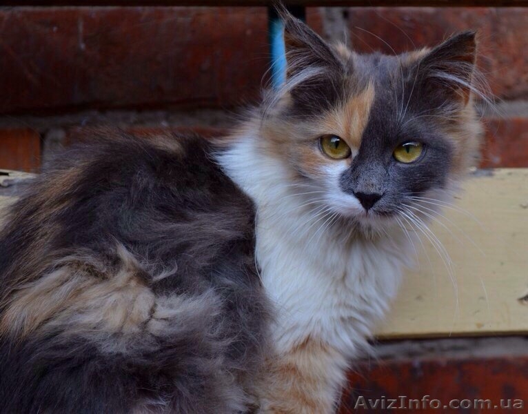 Уникальная непоседливая Семечка! - <ro>Изображение</ro><ru>Изображение</ru> #2, <ru>Объявление</ru> #1333679