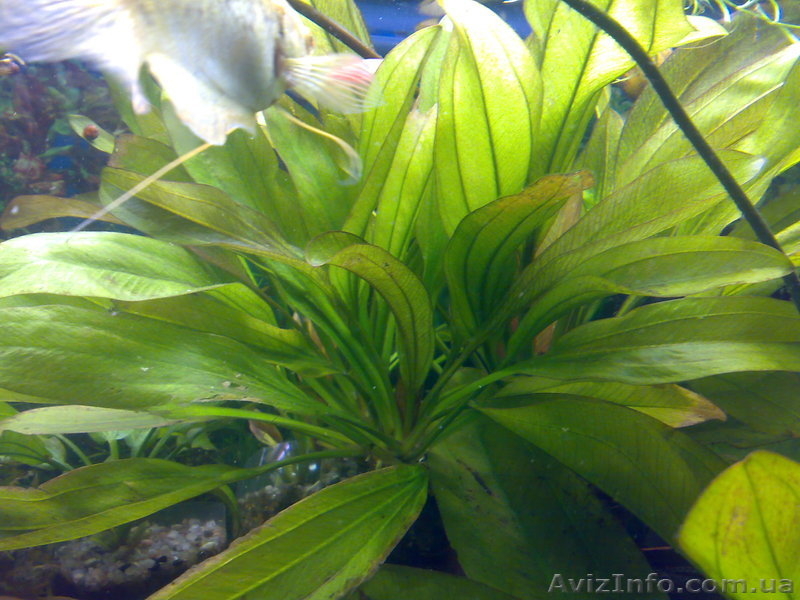 Эхинодорус Блехера - <ro>Изображение</ro><ru>Изображение</ru> #3, <ru>Объявление</ru> #1339135