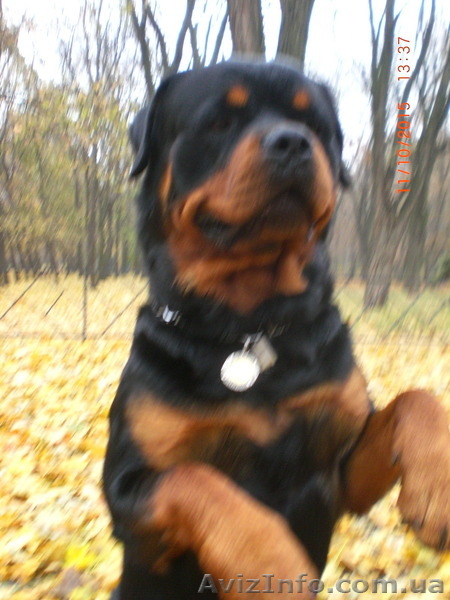 Вязка-ротвейлер - <ro>Изображение</ro><ru>Изображение</ru> #2, <ru>Объявление</ru> #1336792