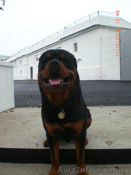 Вязка-ротвейлер - <ro>Изображение</ro><ru>Изображение</ru> #3, <ru>Объявление</ru> #1336792