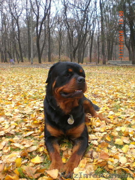 Вязка-ротвейлер - <ro>Изображение</ro><ru>Изображение</ru> #4, <ru>Объявление</ru> #1336792