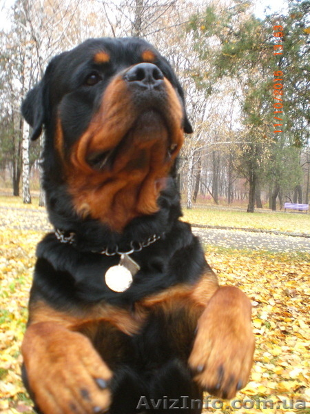 Вязка-ротвейлер - <ro>Изображение</ro><ru>Изображение</ru> #8, <ru>Объявление</ru> #1336792