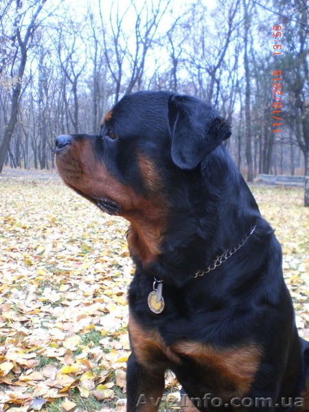 Вязка-ротвейлер - <ro>Изображение</ro><ru>Изображение</ru> #5, <ru>Объявление</ru> #1336792