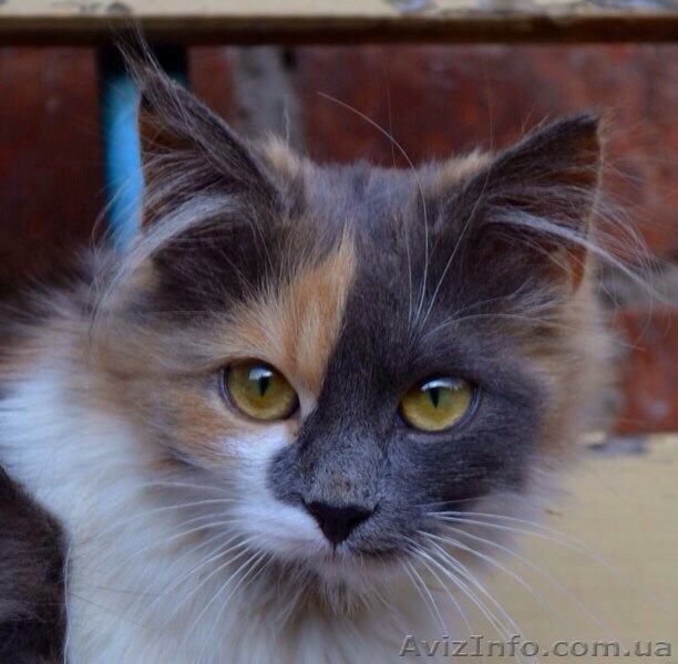 Уникальная непоседливая Семечка! - <ro>Изображение</ro><ru>Изображение</ru> #1, <ru>Объявление</ru> #1333679