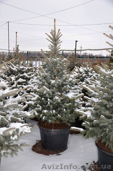 Живая новогодняя ёлка в горшке 2.1метра Abies - <ro>Изображение</ro><ru>Изображение</ru> #10, <ru>Объявление</ru> #1348299