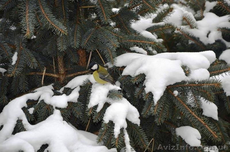Живая новогодняя ёлка в горшке 2.1метра Abies - <ro>Изображение</ro><ru>Изображение</ru> #3, <ru>Объявление</ru> #1348299