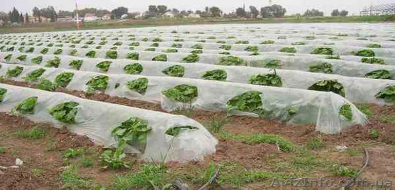 Пленка тепличная из первичного и вторичного сырья от производителя - <ro>Изображение</ro><ru>Изображение</ru> #5, <ru>Объявление</ru> #1347907