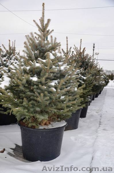 Живая новогодняя ёлка в горшке 2.1метра Abies - <ro>Изображение</ro><ru>Изображение</ru> #4, <ru>Объявление</ru> #1348299