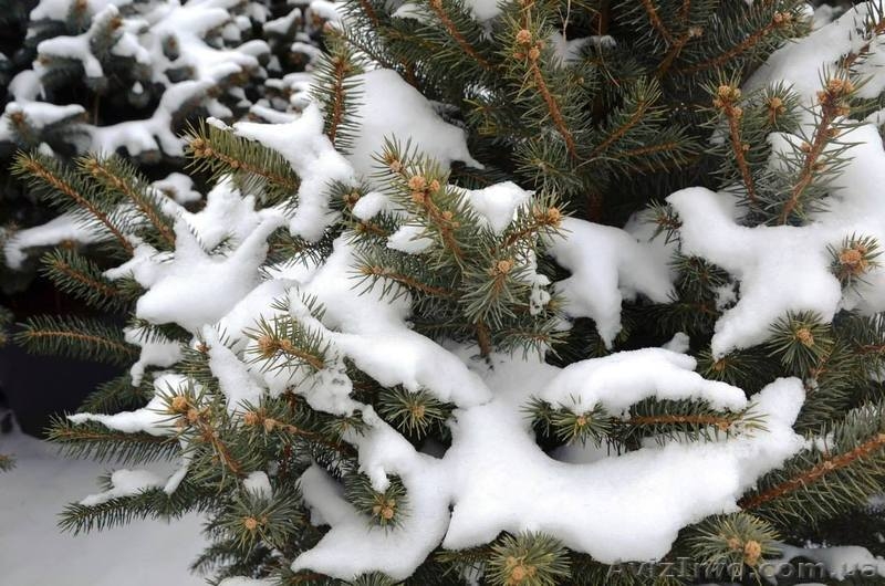 Живая новогодняя ёлка в горшке 2.1метра Abies - <ro>Изображение</ro><ru>Изображение</ru> #5, <ru>Объявление</ru> #1348299