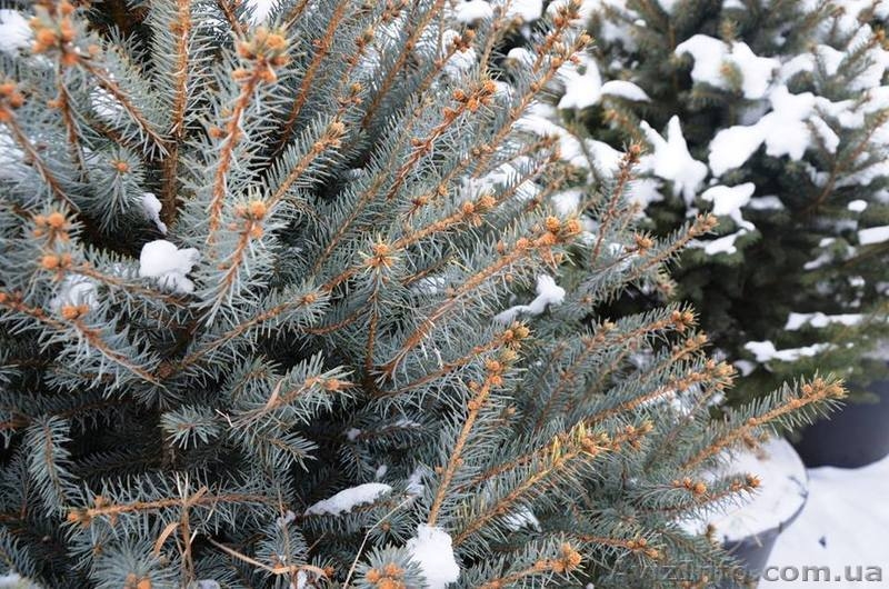 Живая новогодняя ёлка в горшке 2.1метра Abies - <ro>Изображение</ro><ru>Изображение</ru> #6, <ru>Объявление</ru> #1348299