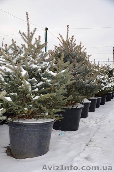 Живая новогодняя ёлка в горшке 2.1метра Abies - <ro>Изображение</ro><ru>Изображение</ru> #7, <ru>Объявление</ru> #1348299