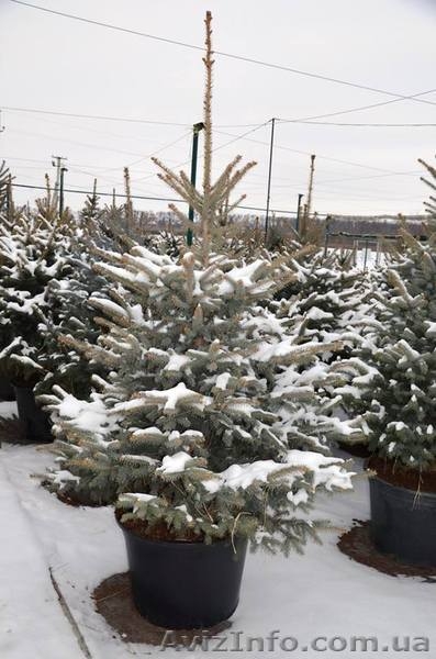 Живая новогодняя ёлка в горшке 2.1метра Abies - <ro>Изображение</ro><ru>Изображение</ru> #8, <ru>Объявление</ru> #1348299