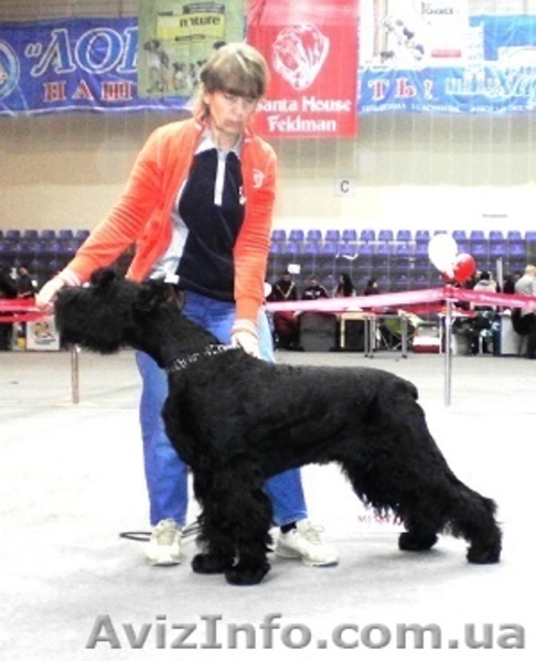 Ризеншнауцер Berta Van De Bleck - <ro>Изображение</ro><ru>Изображение</ru> #2, <ru>Объявление</ru> #1351462