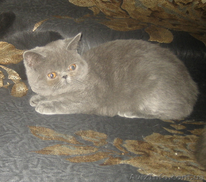 ЭКЗОТЫ экзотические короткошерстные персы котята - <ro>Изображение</ro><ru>Изображение</ru> #4, <ru>Объявление</ru> #14316