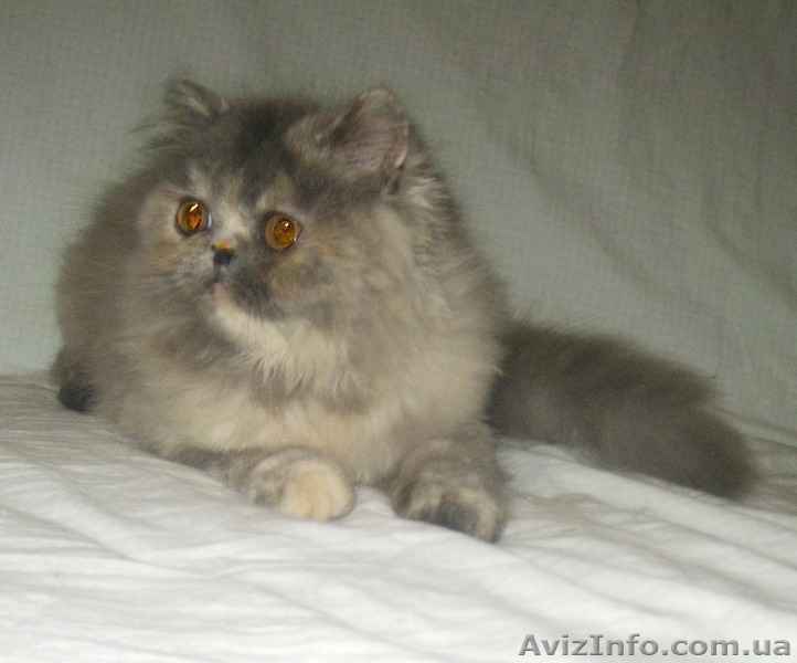 Персидская красота - <ro>Изображение</ro><ru>Изображение</ru> #4, <ru>Объявление</ru> #1310841