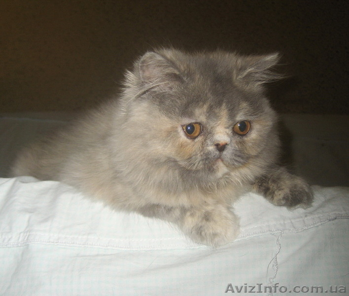 Персидская красота - <ro>Изображение</ro><ru>Изображение</ru> #5, <ru>Объявление</ru> #1310841