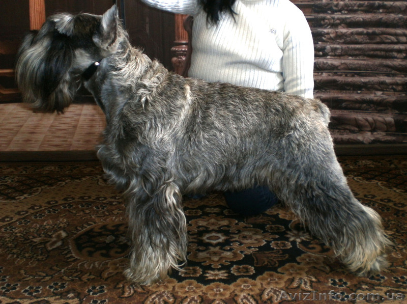 Мительшнауцер К’Юстас - <ro>Изображение</ro><ru>Изображение</ru> #1, <ru>Объявление</ru> #1351460