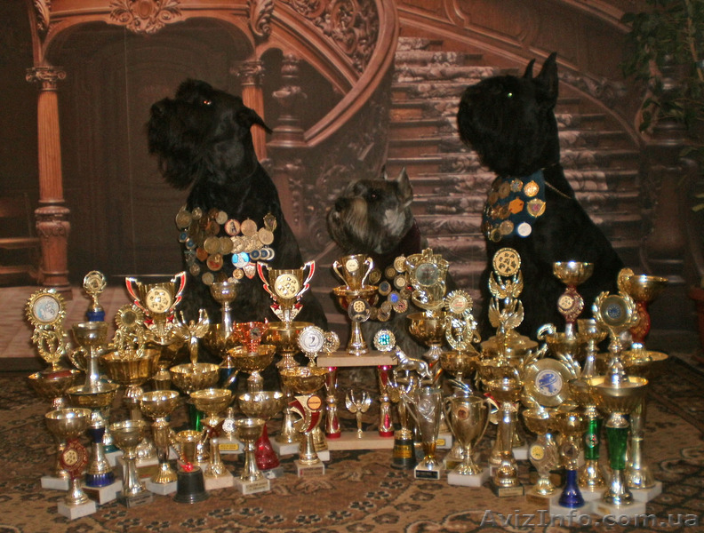 Питомник "Star Hope" - <ro>Изображение</ro><ru>Изображение</ru> #1, <ru>Объявление</ru> #1351459