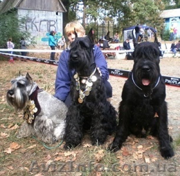 Питомник "Star Hope" - <ro>Изображение</ro><ru>Изображение</ru> #2, <ru>Объявление</ru> #1351459