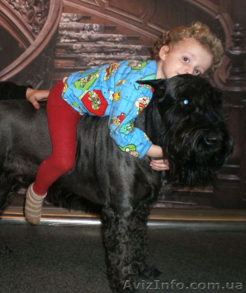 Питомник "Star Hope" - <ro>Изображение</ro><ru>Изображение</ru> #3, <ru>Объявление</ru> #1351459