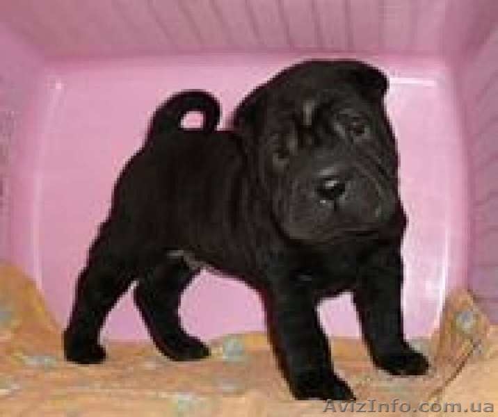 Щенки шарпея - верный друг для Вас и Вашей семьи - <ro>Изображение</ro><ru>Изображение</ru> #3, <ru>Объявление</ru> #1361149