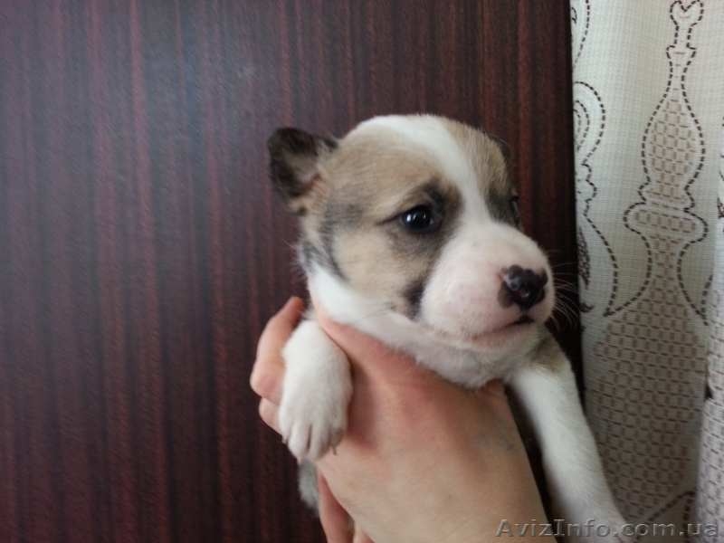 Щенки стаффордширского терьера метисы - <ro>Изображение</ro><ru>Изображение</ru> #1, <ru>Объявление</ru> #1364305