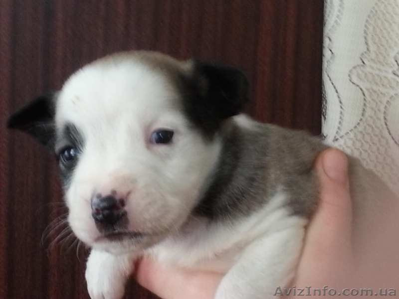 Щенки стаффордширского терьера метисы - <ro>Изображение</ro><ru>Изображение</ru> #2, <ru>Объявление</ru> #1364305