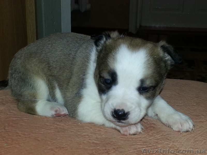 Щенки стаффордширского терьера метисы - <ro>Изображение</ro><ru>Изображение</ru> #3, <ru>Объявление</ru> #1364305