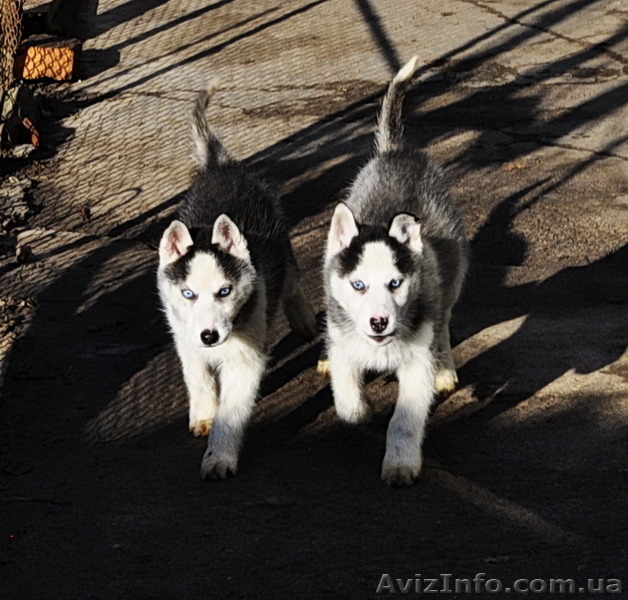 Малыши сибирский хаски - <ro>Изображение</ro><ru>Изображение</ru> #7, <ru>Объявление</ru> #816866