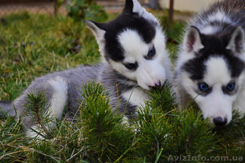 Малыши сибирский хаски - <ro>Изображение</ro><ru>Изображение</ru> #8, <ru>Объявление</ru> #816866